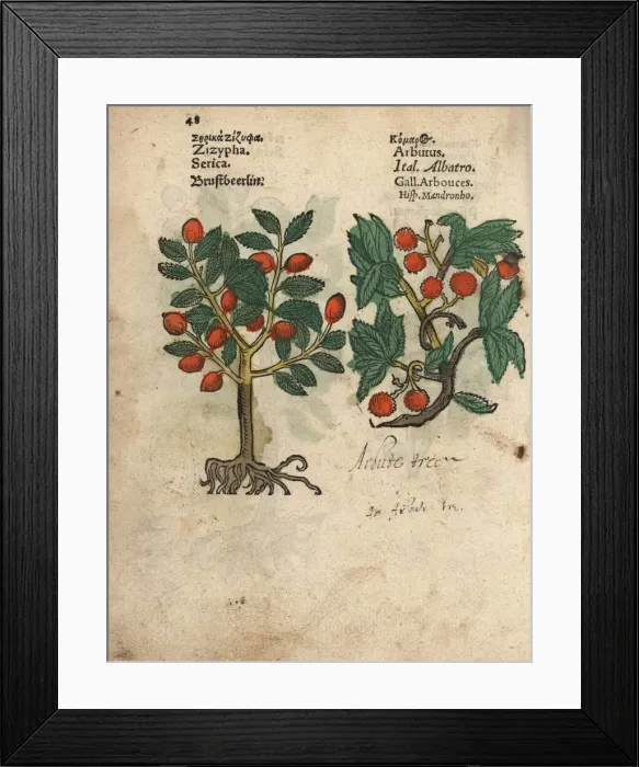 Framed Print : Jujube, Ziziphus zizyphus, and strawberry Framed Print : Jujube, Ziziphus zizyphus, and strawberry