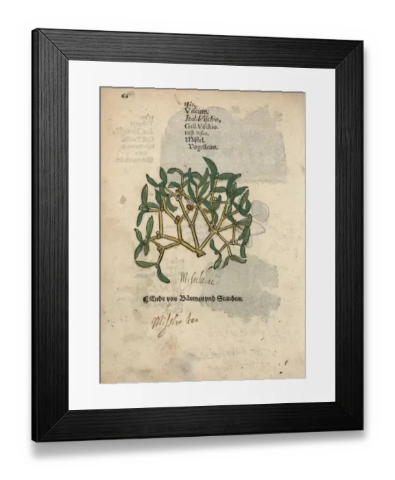 Framed Print : Mistletoe, Viscum album Framed Print : Mistletoe, Viscum album