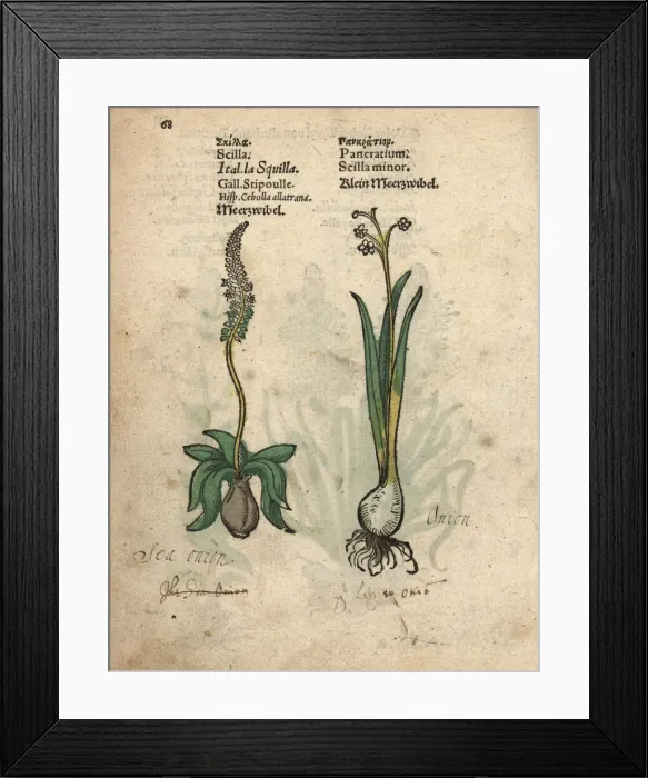 Framed Print : Sea onion or sea squill, Drimia maritima Framed Print : Sea onion or sea squill, Drimia maritima