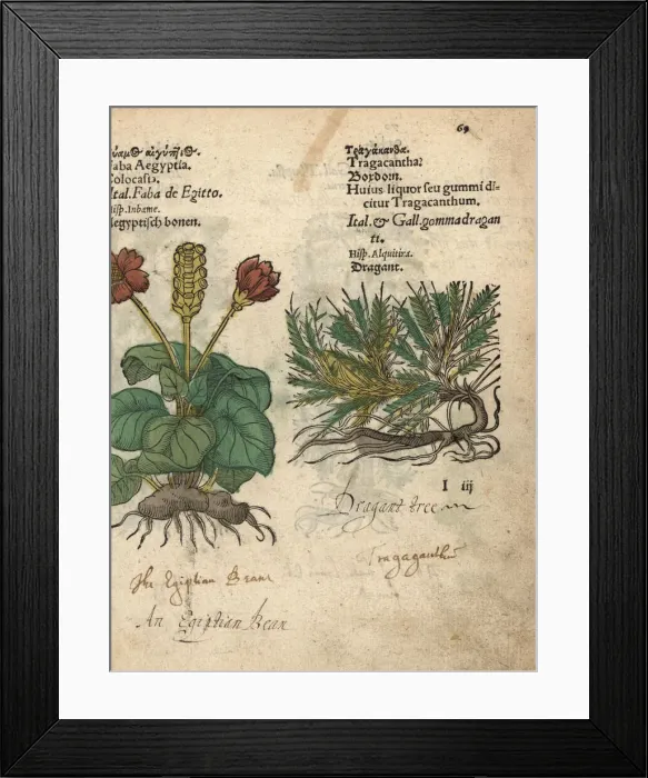 Framed Print : Taro, Colocasia esculenta, and dragon tree Framed Print : Taro, Colocasia esculenta, and dragon tree