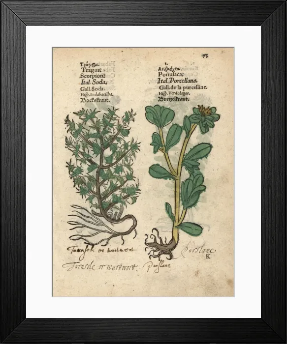 Framed Print : Bur grass, Tragus, and purslane, Portulaca species? Framed Print : Bur grass, Tragus, and purslane, Portulaca species?