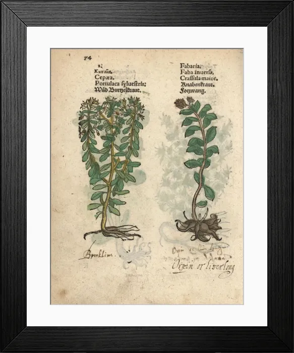 Framed Print : Wild purslane, Portulaca oleracea, and orpin Framed Print : Wild purslane, Portulaca oleracea, and orpin