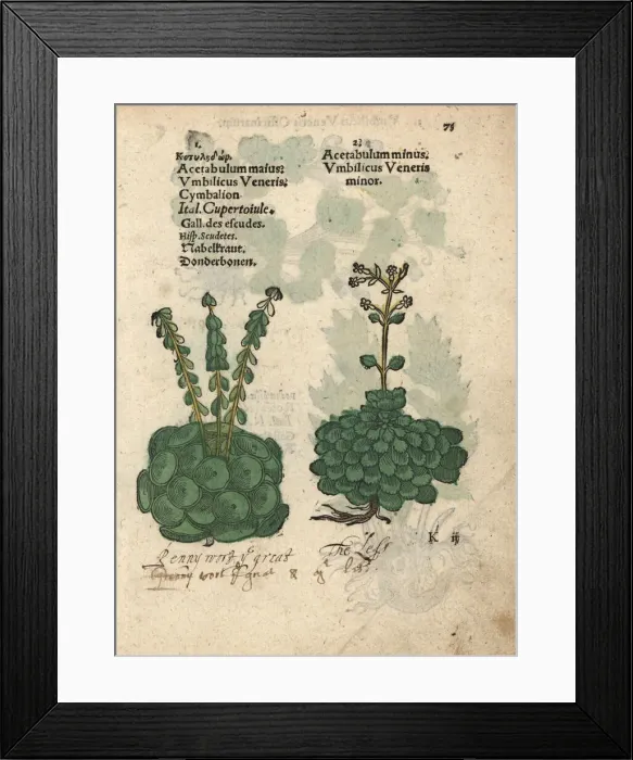 Framed Print : Wall pennywort and lesser pennywort species Framed Print : Wall pennywort and lesser pennywort species
