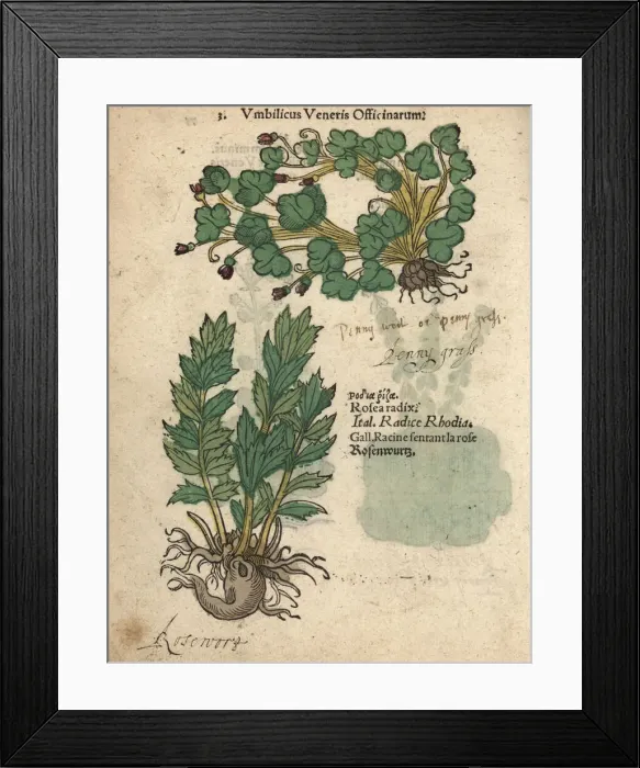 Framed Print : Ivy-leaved toadflax, Cymbalaria muralis Framed Print : Ivy-leaved toadflax, Cymbalaria muralis