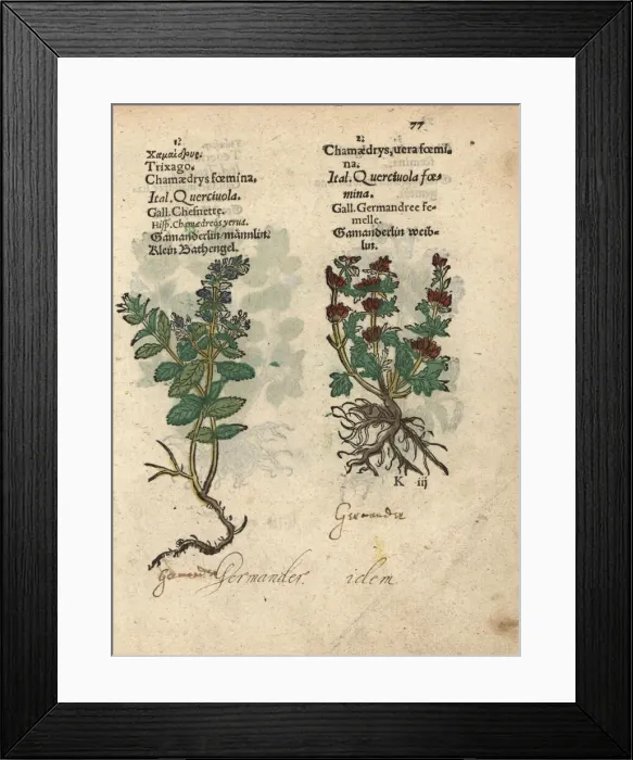 Framed Print : Cut-leaved germander and common germander Framed Print : Cut-leaved germander and common germander