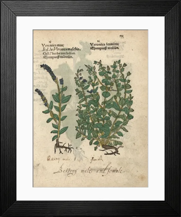 Framed Print : Betony, Stachys officinalis, male and female Framed Print : Betony, Stachys officinalis, male and female