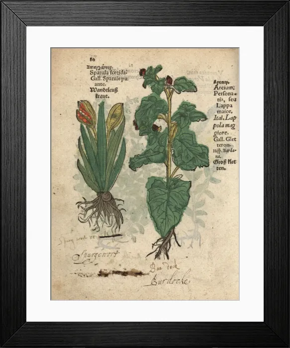 Framed Print : Stinking iris, Iris foetidissima, and greater Framed Print : Stinking iris, Iris foetidissima, and greater