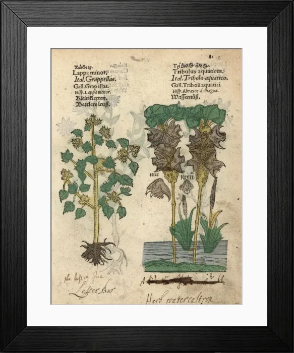 Framed Print : Lesser burdock, Arctium minus, and water chestnut Framed Print : Lesser burdock, Arctium minus, and water chestnut