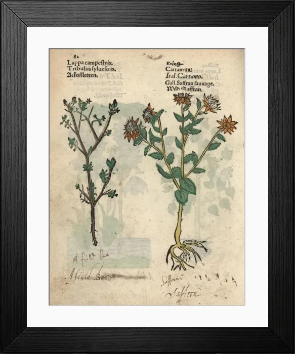 Framed Print : Field bur, Tribulus sylvestris, and safflower Framed Print : Field bur, Tribulus sylvestris, and safflower