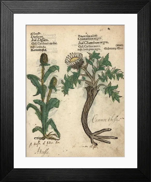Framed Print : Teasel, Dipsacus fullonum, and pale globe Framed Print : Teasel, Dipsacus fullonum, and pale globe