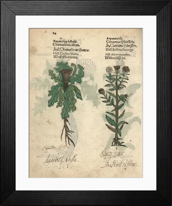 Framed Print : Stemless carline thistle, Carlina acaulis Framed Print : Stemless carline thistle, Carlina acaulis