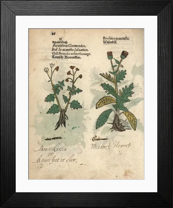 Framed Print : Cow parsnip, Heracleum sphondylium, and creeping Framed Print : Cow parsnip, Heracleum sphondylium, and creeping