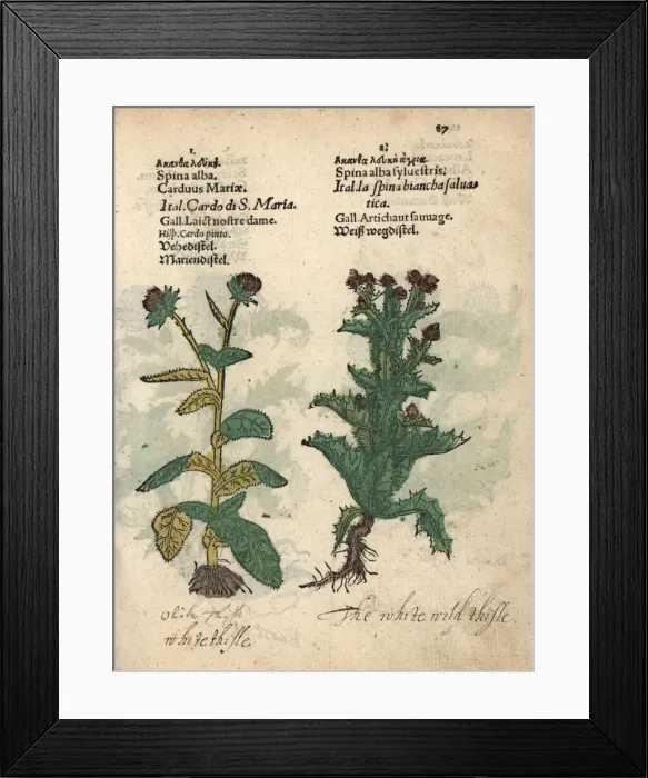 Framed Print : Milk thistle, Silybum marianum, and Scotch Framed Print : Milk thistle, Silybum marianum, and Scotch