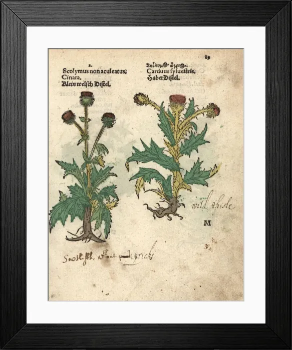 Framed Print : Globe artichoke, Cynara cardunculus var. scolymus Framed Print : Globe artichoke, Cynara cardunculus var. scolymus
