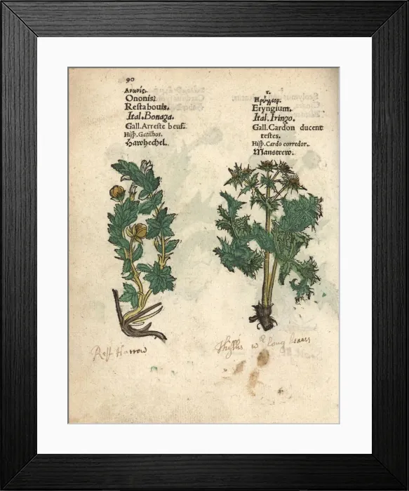 Framed Print : Rest harrow, Ononis repens, and sea holly, Eryngium species Framed Print : Rest harrow, Ononis repens, and sea holly, Eryngium species