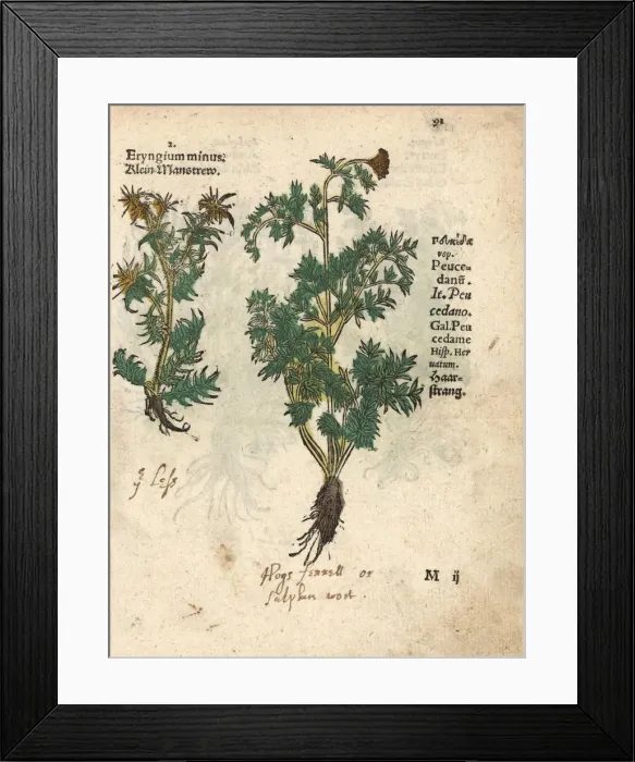 Framed Print : Sea holly, Eryngium minus, and hogs fennel Framed Print : Sea holly, Eryngium minus, and hogs fennel