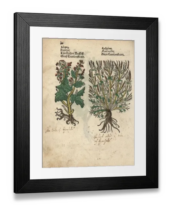 Framed Print : Long-beaked storks bill and ragwort Framed Print : Long-beaked storks bill and ragwort