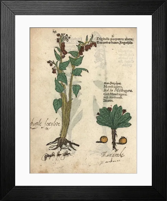 Framed Print : Purple foxglove, Digitalis purpurea altera Framed Print : Purple foxglove, Digitalis purpurea altera