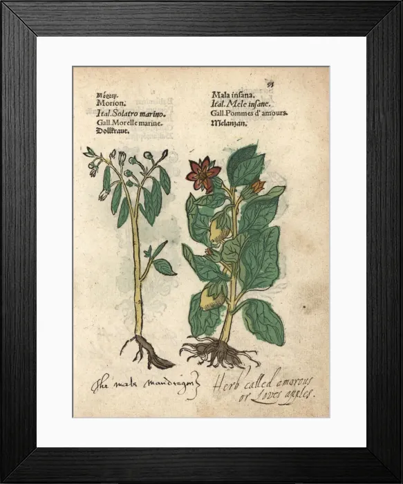 Framed Print : Deadly nightshade, Atropa belladonna Framed Print : Deadly nightshade, Atropa belladonna