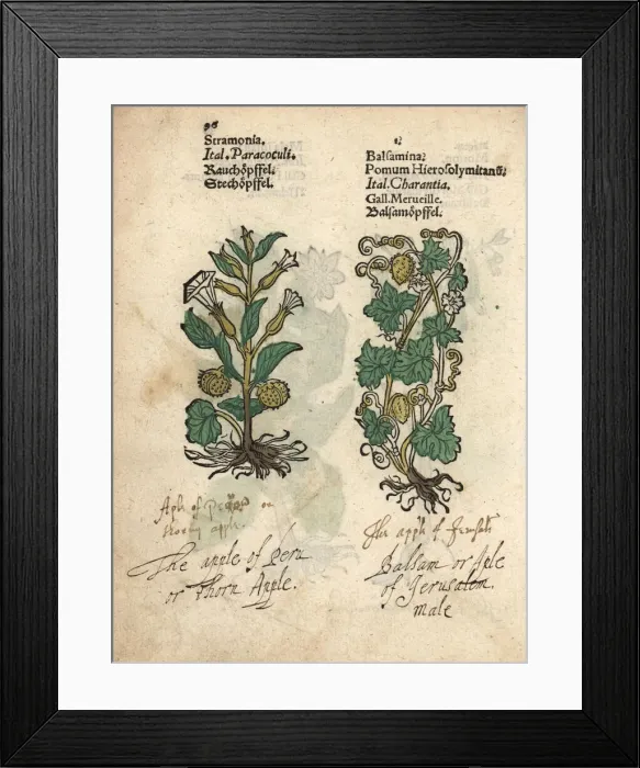 Framed Print : Thorn apple, Datura metel, and balsam apple Framed Print : Thorn apple, Datura metel, and balsam apple