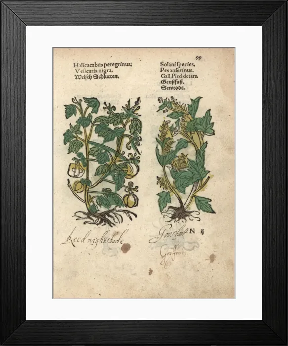 Framed Print : Balloon plant, Cardiospermum halicacabum Framed Print : Balloon plant, Cardiospermum halicacabum