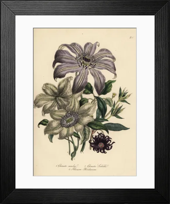 Framed Print : Clematis varieties