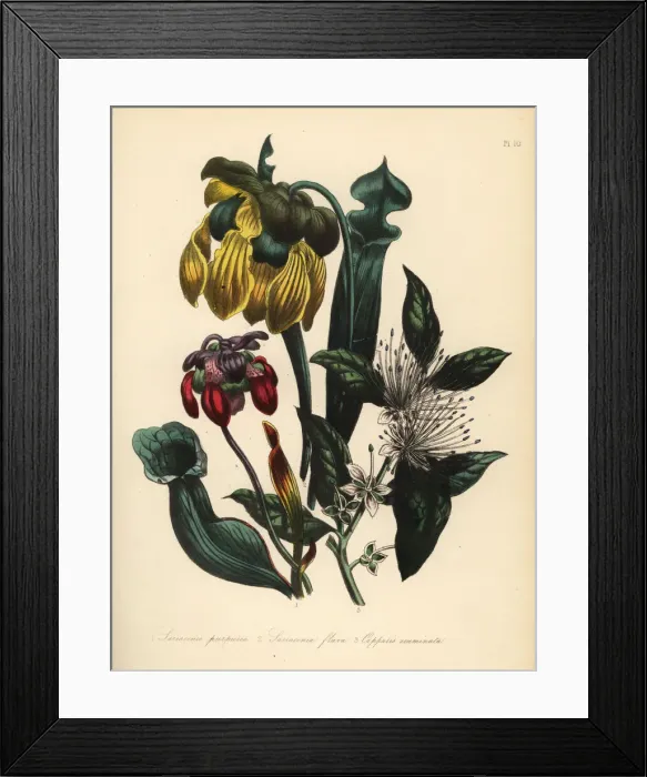 Framed Print : Pitcher plants and caper bush Framed Print : Pitcher plants and caper bush