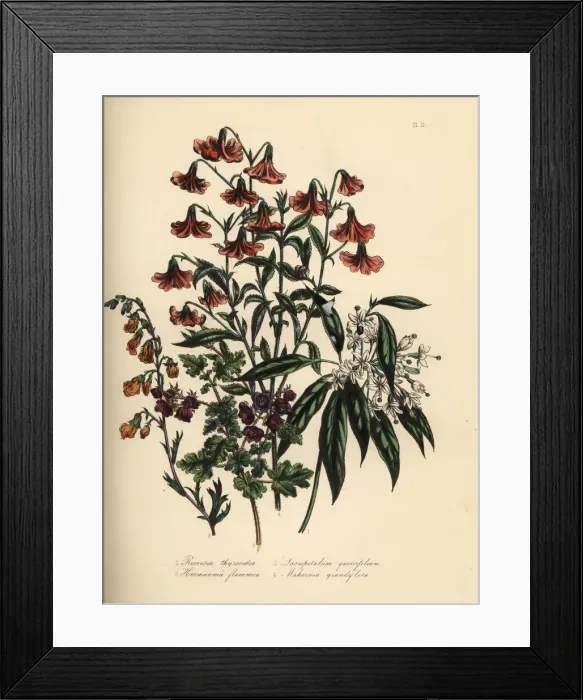 Framed Print : Reevesia, lasiopetalum, hermannia and mahernia