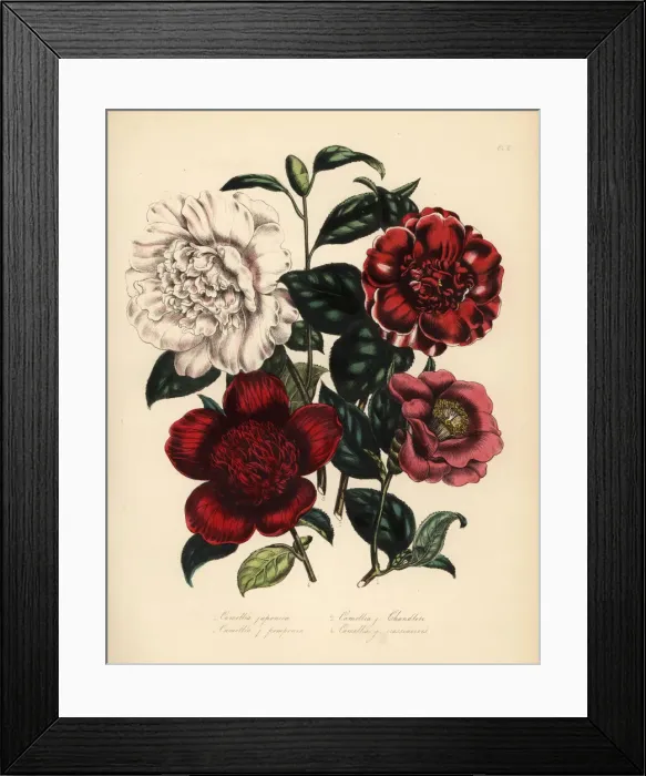 Framed Print : Camellia and waratah species Framed Print : Camellia and waratah species