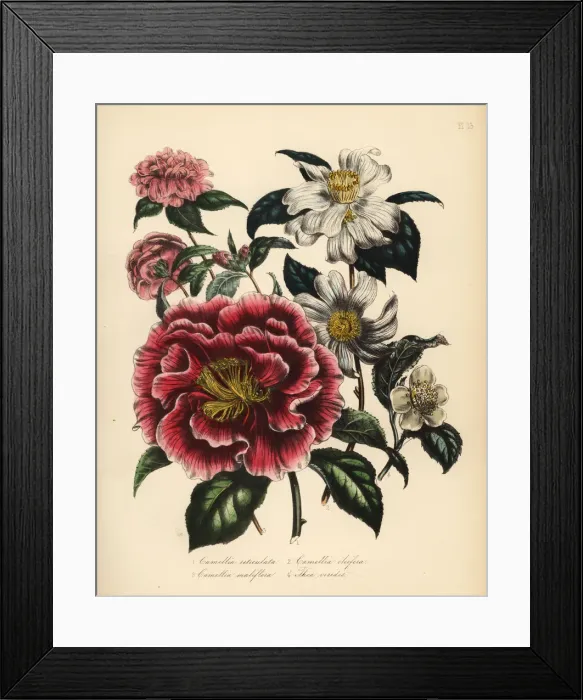 Framed Print : Camellia and tea species Framed Print : Camellia and tea species