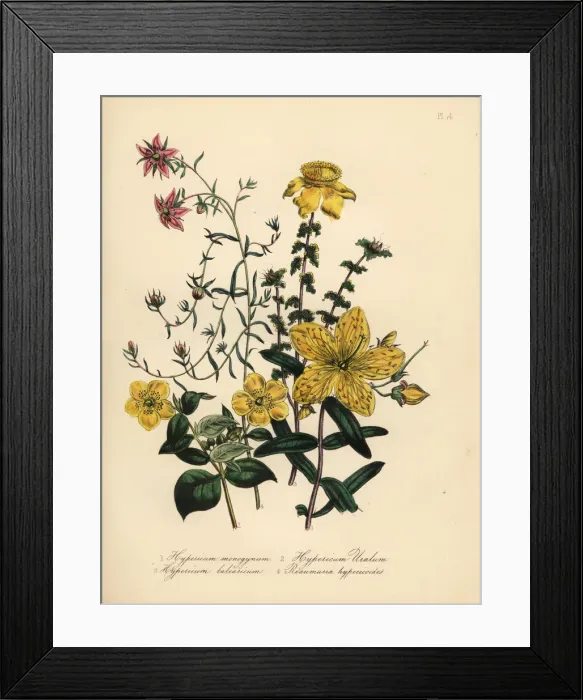 Framed Print : St. Johns wort species Framed Print : St. Johns wort species