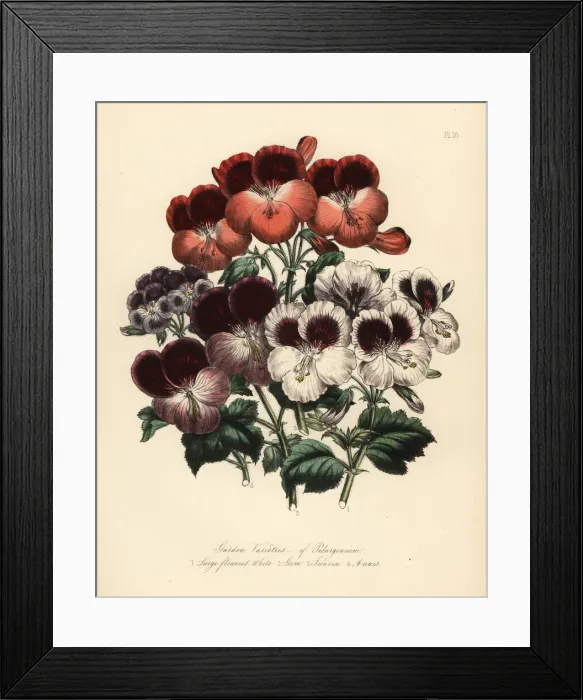 Framed Print : Garden varieties of Pelargoniums: large flowered Framed Print : Garden varieties of Pelargoniums: large flowered