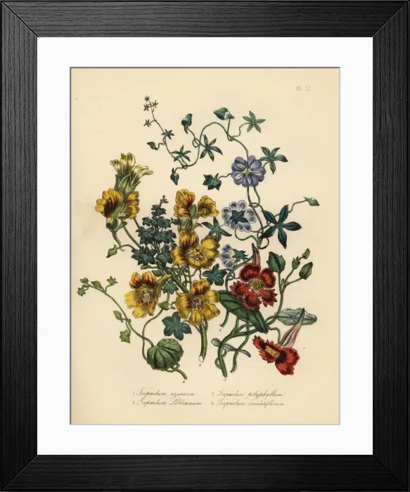 Framed Print : Nasturtium varieties Framed Print : Nasturtium varieties