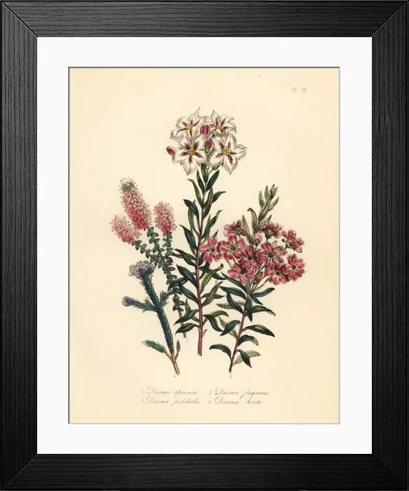 Framed Print : Diosma or Agathosma species Framed Print : Diosma or Agathosma species