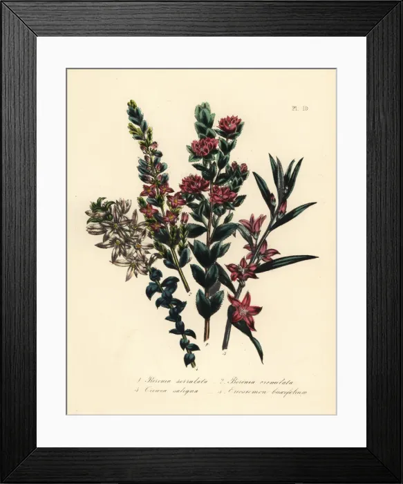 Framed Print : Boronia, crowea, and eriostemon species Framed Print : Boronia, crowea, and eriostemon species