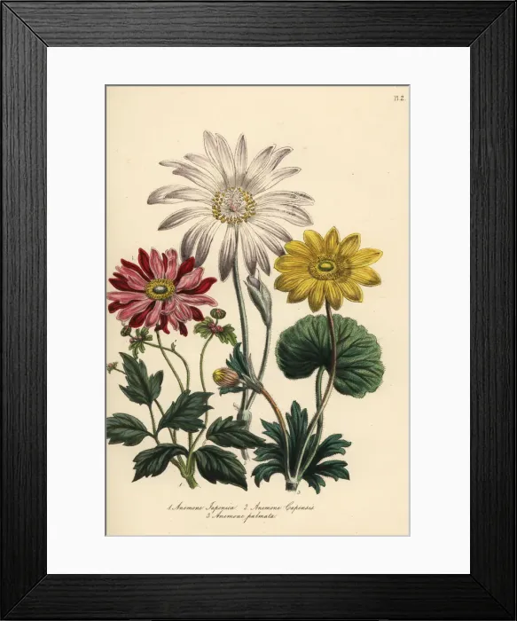 Framed Print : Anemone species Framed Print : Anemone species