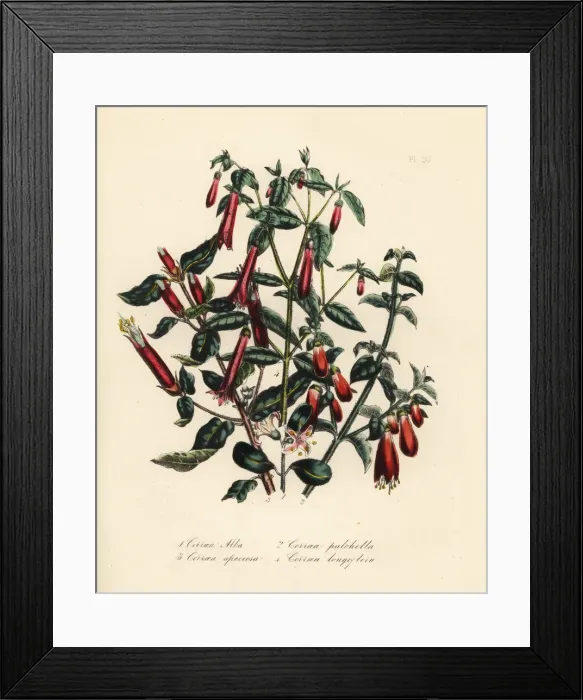 Framed Print : Correa species Framed Print : Correa species
