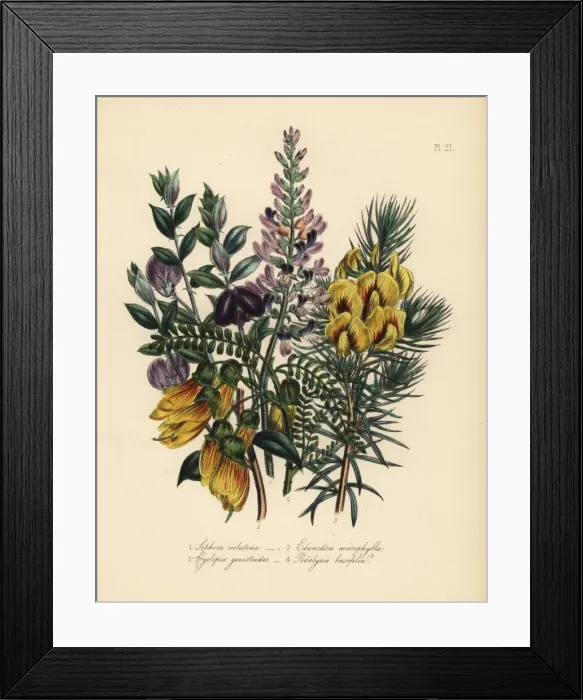 Framed Print : Sophora, edwardsia, cyclopia and podalyria species Framed Print : Sophora, edwardsia, cyclopia and podalyria species