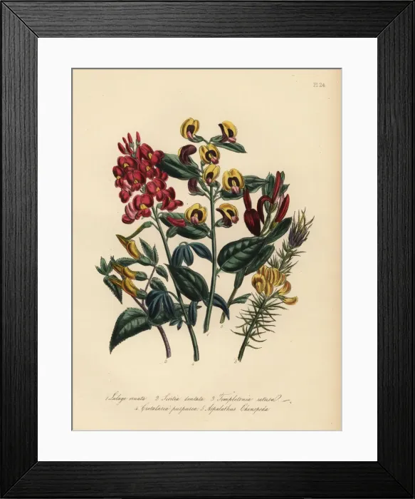 Framed Print : Lalage, scottia, templetonia and other species Framed Print : Lalage, scottia, templetonia and other species