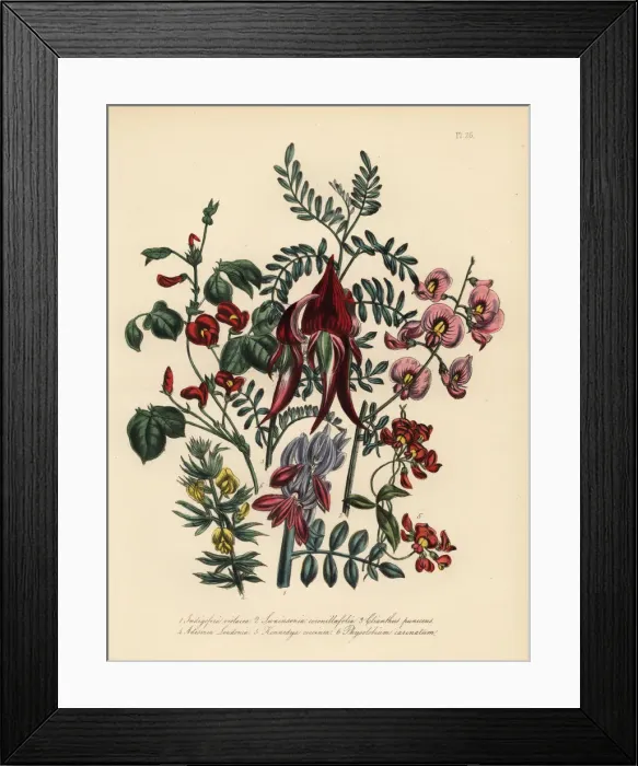 Framed Print : Indigo tree, glory pea, kennedya, and other species Framed Print : Indigo tree, glory pea, kennedya, and other species