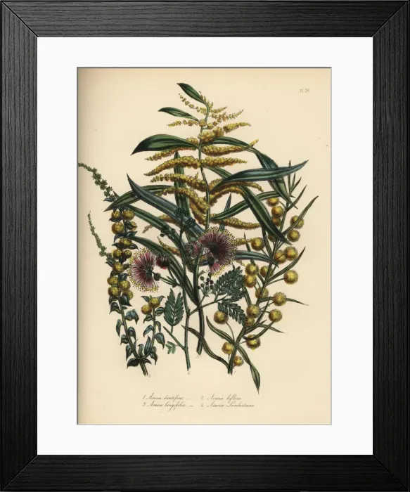 Framed Print : Acacia or wattle species Framed Print : Acacia or wattle species