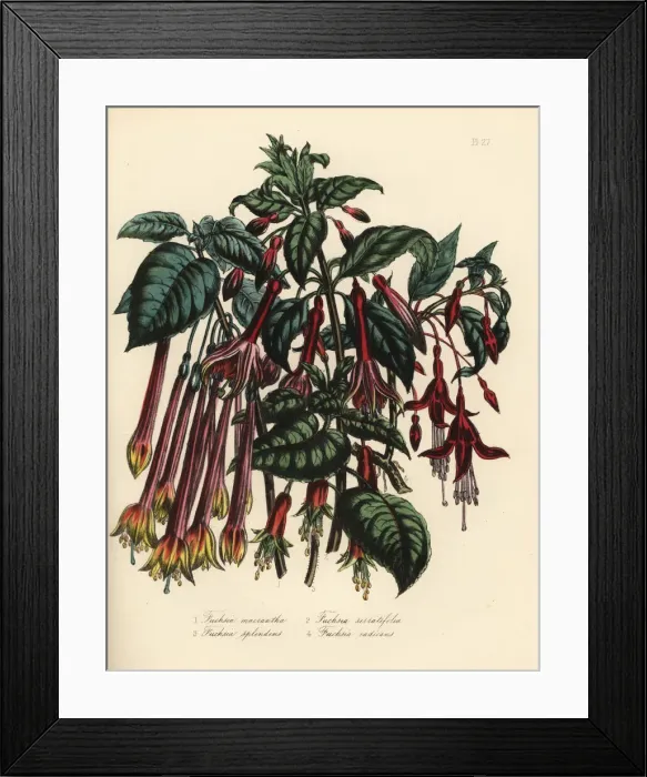 Framed Print : Fuchsia species Framed Print : Fuchsia species