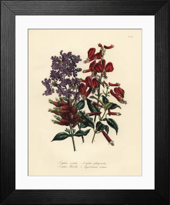 Framed Print : Cuphea and Lagerstroemia species Framed Print : Cuphea and Lagerstroemia species