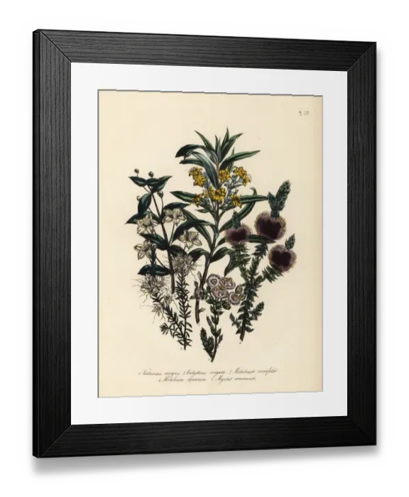 Framed Print : Myrtle and Melaleuca species Framed Print : Myrtle and Melaleuca species