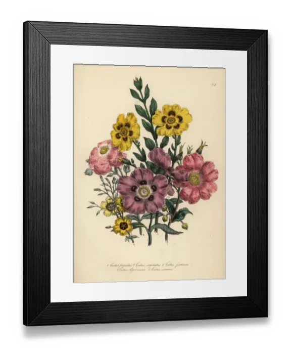 Framed Print : Cistus species Framed Print : Cistus species
