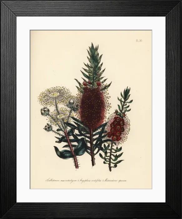 Framed Print : Callistemon, Angophora and Metrosideros Framed Print : Callistemon, Angophora and Metrosideros