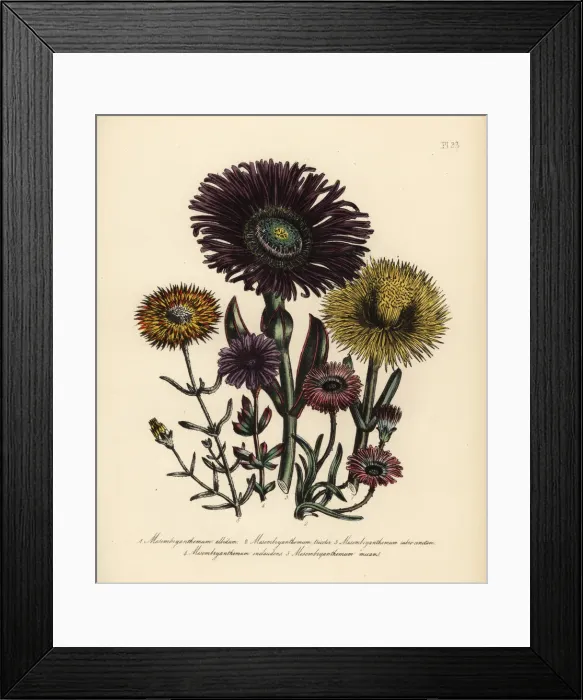 Framed Print : Fig marigold species Framed Print : Fig marigold species