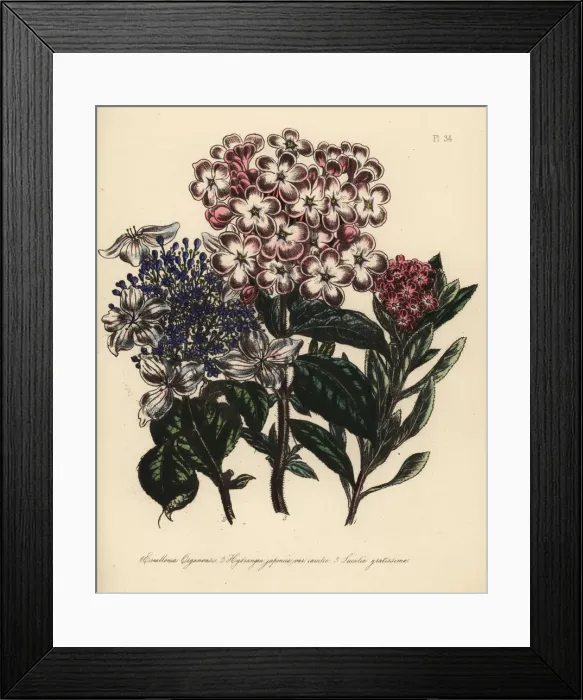 Framed Print : Escallonia, hydrangea and luculia species Framed Print : Escallonia, hydrangea and luculia species