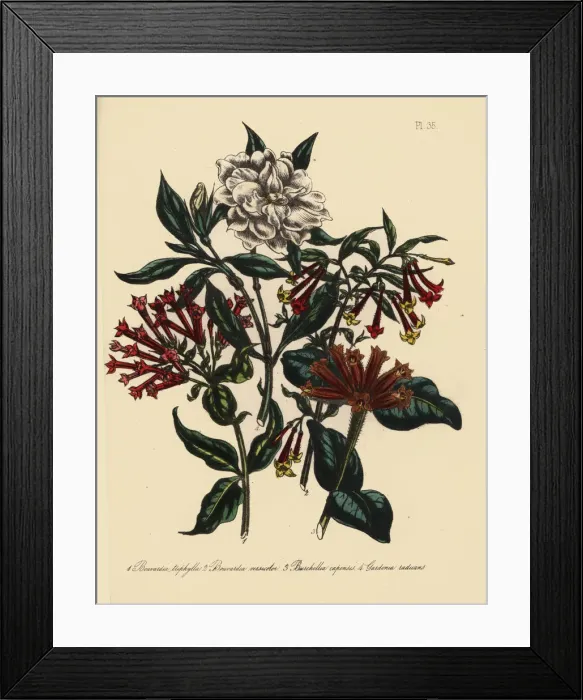 Framed Print : Bouvardia, burchellia and jasmine species Framed Print : Bouvardia, burchellia and jasmine species