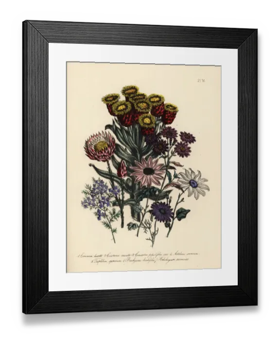 Framed Print : Cineraria, astelma and swan daisy species Framed Print : Cineraria, astelma and swan daisy species